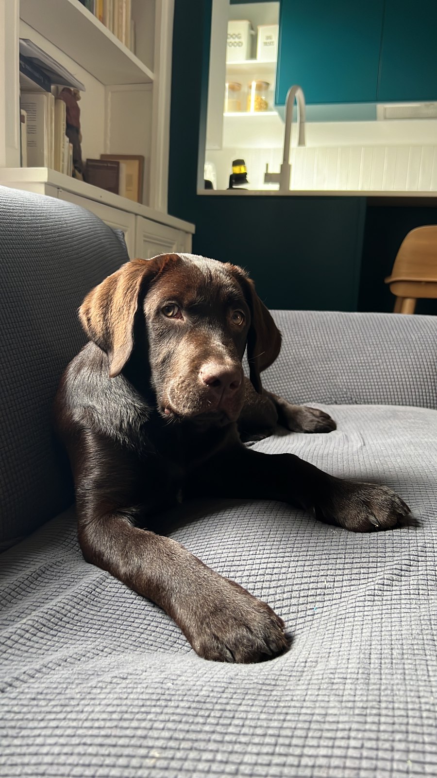 Chien propre et brillant après un lavage à domicile